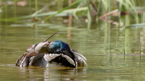 Amusing drake Mallard floating on wetland pond grooms wing feathers Stock Footage 336902330