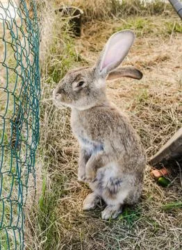 Amusing grey rabbit in a shelter Stock Photos
