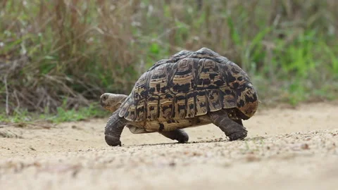 Amusing: Leopard tortoise makes a run for grass at side of dirt road Stock Footage 312590848