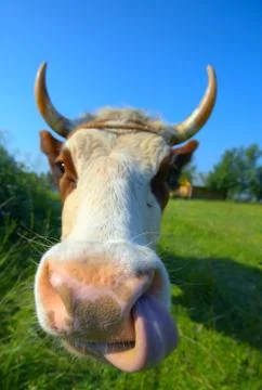 Amusing nose digging cow Photos