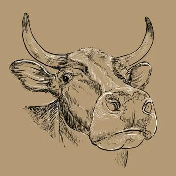 Amusing portrait of bull hand drawing illustration brown Stock Illustration