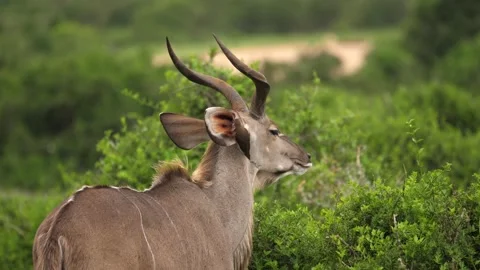 Amusing Red-Billed Oxpecker cleans parasites from African Kudu's ear 스톡 동영상 143656655