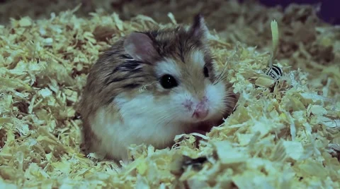 Amusing Roborovski hamster, Phodopus roborovskii Video stock 41594848