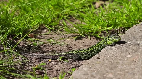 Amusing Sand Lizard male, Lacerta agilis Video stock 43073594