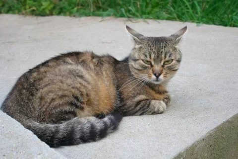 Amusing tabby cat on the concrete platform Stock Photos