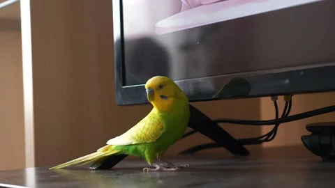 Amusing wavy green parrot in the home interior is sitting near the TV. the parro Stock Footage 177762227