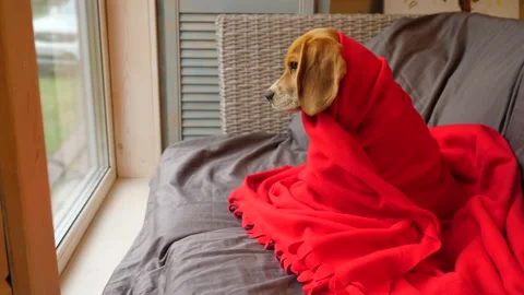 Amusing young beagle cocooned in red blanket sit against window, look out Stock Footage 141402061