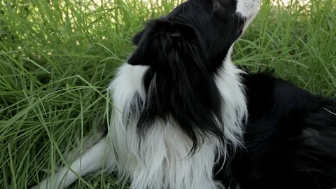 Amusing young Border Collie dog sit on the grass slow motion shot. Stock Footage 89886081