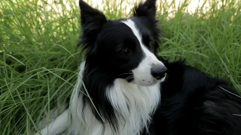 Amusing young Border Collie dog sit on the grass slow motion shot. Stock Footage 89886101