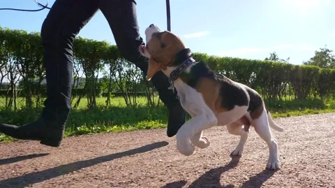 Amusing young dog bouncy run with owner by park path, slow motion shot Stock Footage 78624707