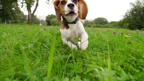 Amusing young dog with long flying ears run towards camera, slow motion shot Stock Footage 79860350