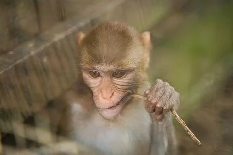 Amusingly expressive macaque monkey gripping a bundle of sticks Stock Photos