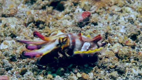 Amusingly toxic cuttlefish vibrant Metasepia pfefferi on rocky seabed. Stock Footage 231596431