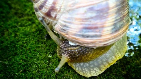 Amuzing snail crawls over the moss 動画素材 74422198