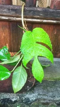 Amydrium Stock Photos