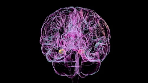Amygdala, animation Stock Footage 295177927