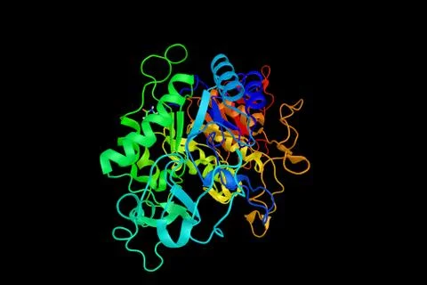 Amylase protein (3d structure). Digestive enzyme, responsible for the hydro.. Stock Illustration