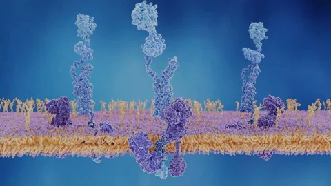 The amyloid beta peptide is generated from the amyloid precursor protein Stock Footage 242994802