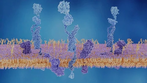 Amyloid precursor protein cleavage, animation Stock Footage 105259377