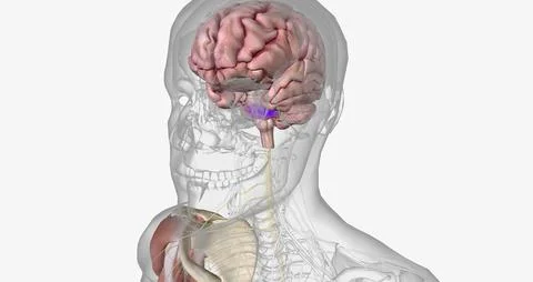 Amyotropic lateral sclerosis (ALS) is a progressive neurodegenerative disorde Stock Illustration