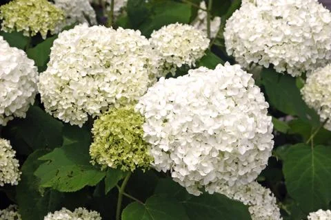 Anabelle hydrangea Stock Photos