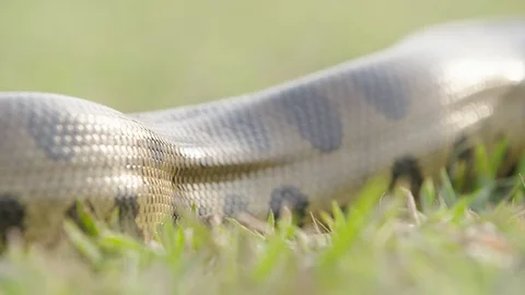 Anaconda 1 Stock Footage 120742147