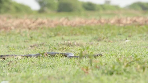 Anaconda 2 Stock Footage 120742144