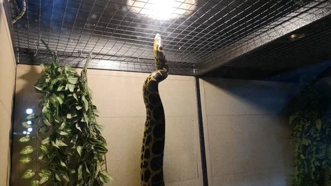 Anaconda in captivity: transportation of a python in a box, a cage, poaching. Sn Stock Footage 114154008