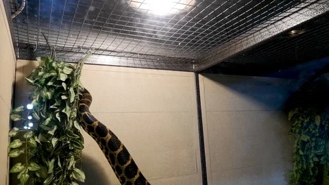 Anaconda in captivity: transportation of a python in a box, a cage, poaching. Sn Stock Footage 114154195