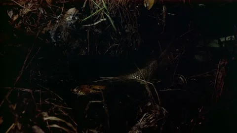 Anaconda in the dark Stock Footage 163169925