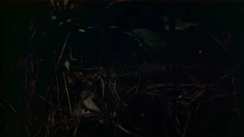 Anaconda in the dark Stock Footage 163169927