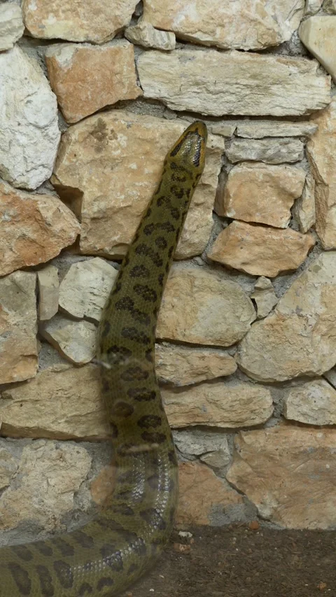 Anaconda Eunectes murinus moving slowly along stone wall with clear reptile Stock-Footage 321741208