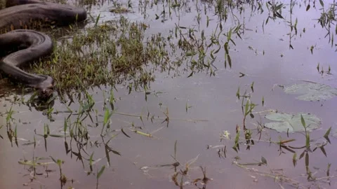 Anaconda Stock Footage 163169922