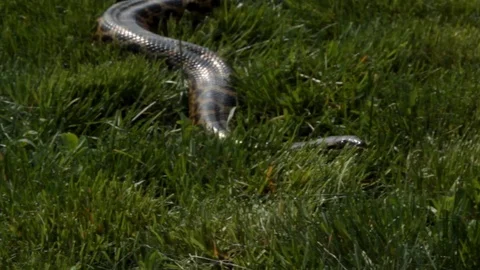 Anaconda moving towards the camera in the grass Video stock 106037869