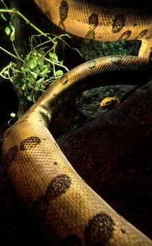 ANACONDA Stock Photos