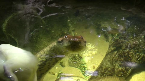 Anaconda Python looking straight into the camera 스톡 동영상 222011665