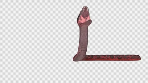 Anaconda snake animation loop Video stock 242480852