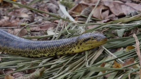 Anaconda snake, Eunectes murinus, crawling among dry leaves of forest. Stock Footage 128001490