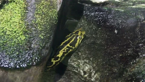 Anaconda Snake 스톡 동영상 209242331