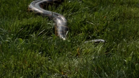 Anaconda snake moving towards the camera in the grass Stock Footage