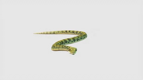 Anaconda walk idle Stock Footage 321015648