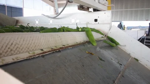 Anaheim pepper processing factory - 02 Stock Footage 130043830