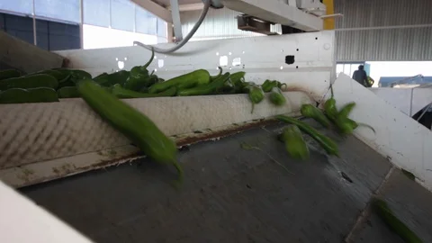 Anaheim pepper processing factory Stock Footage 130043717