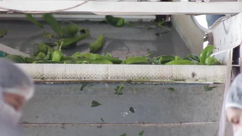 Anaheim pepper processing factory 스톡 동영상 130043851