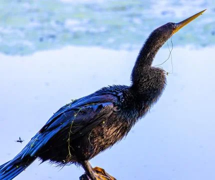 Anahinga Stock Photos