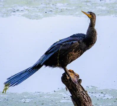 Anahinga Stock Photos