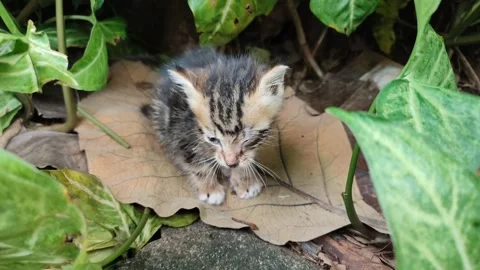 Anak Kucing 01 Video stock 234668638