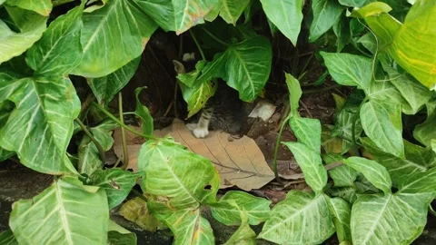 Anak Kucing 04 Video stock 234668668