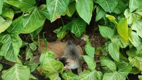 Anak kucing 06 Stock Footage 234668681