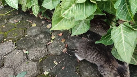 Anak Kucing 3 Stock Footage 234668670